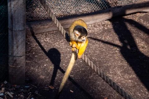 Squirrel Monkey on a Rope Stock Photos