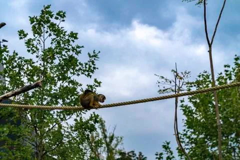 Squirrel monkey on a rope side view Stock Photos
