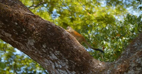 Squirrel Monkey runs along large branch Stock Footage 108593635