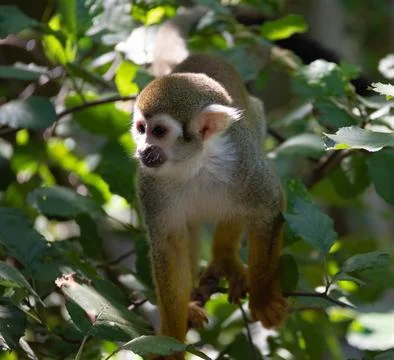 Squirrel monkey (Saimiri) climbing through dense green tree foliage 写真素材