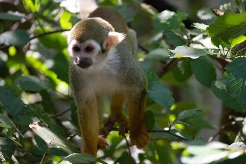 Squirrel monkey (Saimiri) climbing through dense green tree foliage Stock Photos