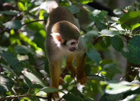 Squirrel monkey (Saimiri) climbing through dense green tree foliage Stock Photos