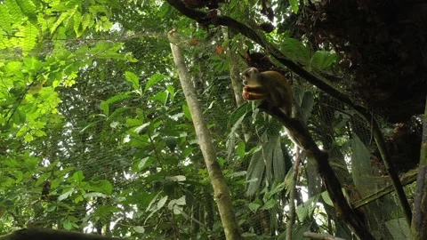 A squirrel monkey Saimiri eating a egg that has been given to him Stock Footage 142758603