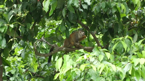 Squirrel Monkey (Saimiri) feeding in Costa Rica. Stock Footage 228710859