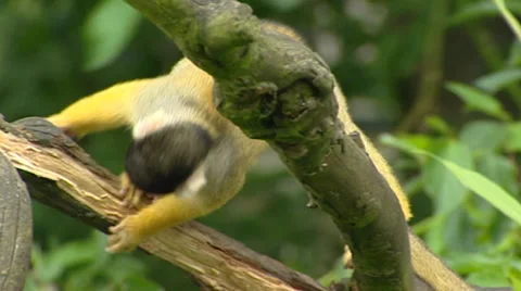 Squirrel monkey, saimiri sciureus boliviensis, moves on branch Stock Footage 34026084