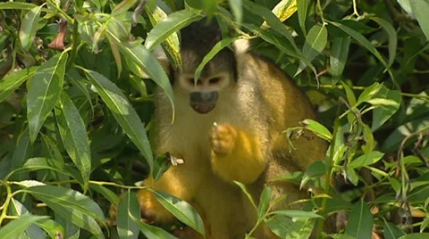 Squirrel monkey, saimiri sciureus boliviensis, foraging in tree Stock Footage 34026817