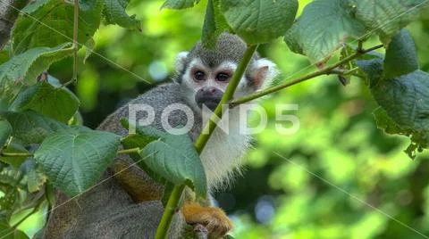 Squirrel monkey (Saimiri sciureus) close up sitting in tree with green leaves Stock Photos
