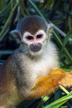 Squirrel monkey - Saimiri sciureus  - closeup Stock Photos
