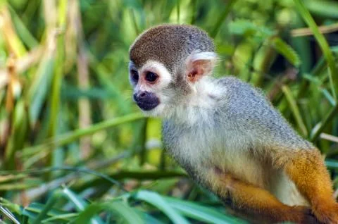Squirrel monkey - Saimiri sciureus  - closeup Stock Photos