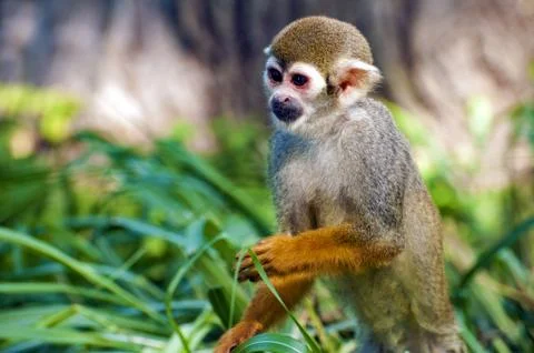 Squirrel monkey - Saimiri sciureus  - closeup Stock Photos