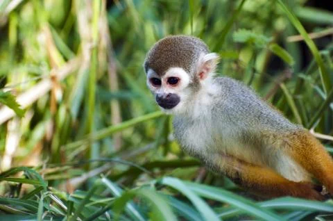 Squirrel monkey - Saimiri sciureus  - closeup Stock Photos