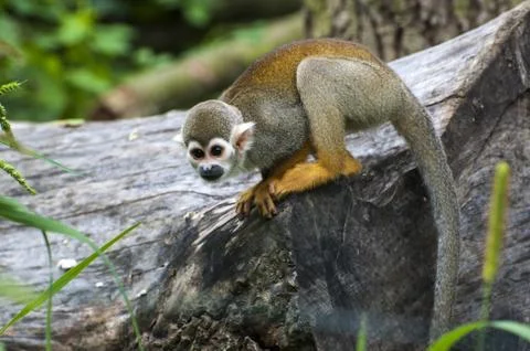 Squirrel monkey - Saimiri sciureus  - closeup Stock Photos