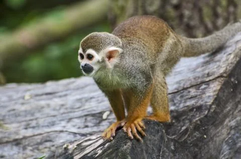 Squirrel monkey - Saimiri sciureus  - closeup Stock Photos