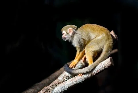 Squirrel monkey (Saimiri sciureus ) in dark background Stock Photos