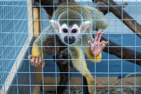 Squirrel Monkey (Saimiri sciureus) holds the cage, looks straight to the camera. 스톡 사진