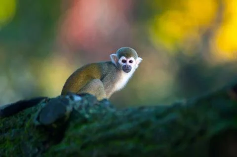 Squirrel monkey - saimiri sciureus Foto stock