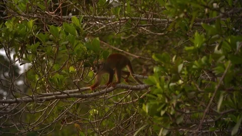 Squirrel Monkey -  [Saimiri sciureus] - Rainforest -  Amazon - 60fps Stock Footage 73249580