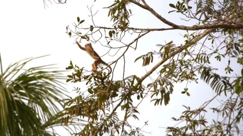 Squirrel Monkey -  [Saimiri sciureus] - Rainforest -  Amazon - 60 fps - 4K Stock Footage 73250646