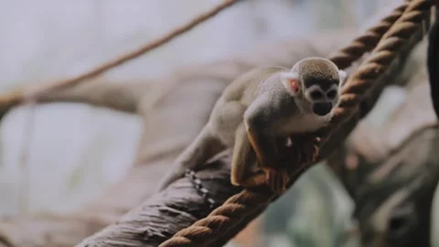 Squirrel monkey Saimiri sciureus on a rope and a branch in a zoo Stock Footage 316832476