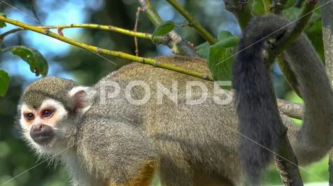 Squirrel monkey (Saimiri sciureus) very close up sitting on sunny tree branches Stock Photos