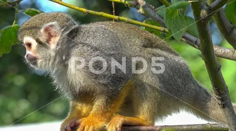 Squirrel monkey (Saimiri sciureus) very close up sitting on sunny tree branches Stock Photos