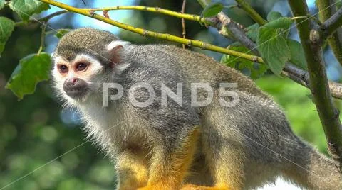 Squirrel monkey (Saimiri sciureus) very close up sitting on sunny tree branches Stock Photos