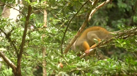 Squirrel monkey (Saimiri sciureus) in the wild Stock Footage 355470