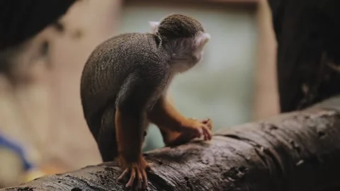 Squirrel monkey. Saimiri sciureus at the zoo. Stock Footage 316832481