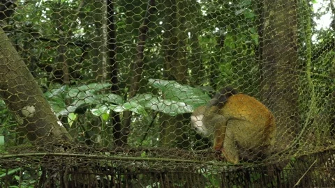 A squirrel monkey saimiri sitting on a old fence covered in moss inside a cage Stock Footage 142759390