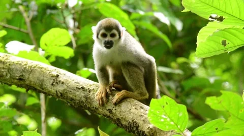 Squirrel Monkey scratching Stock-Footage 64827624