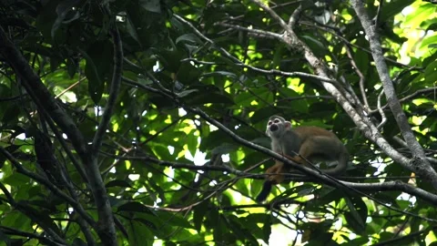 Squirrel monkey scratching it's tail. HD video Stock Footage 251909332