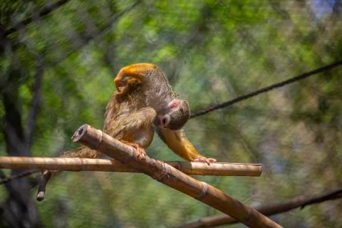 Squirrel Monkey Scratching Stock Photos