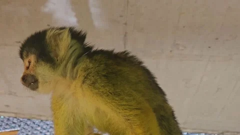 Squirrel monkey searching and looking Stock Footage 296845340