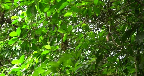 Squirrel monkey searching for food in Costa Rican rainforest canopy Stock Footage 336476041