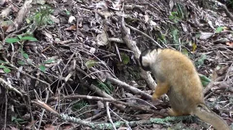 Squirrel monkey searching for food. Stock Footage 12104527