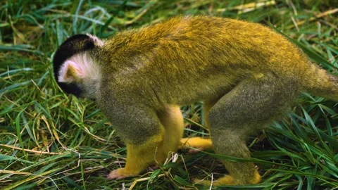 Squirrel monkey searching  Stock Footage 272808273