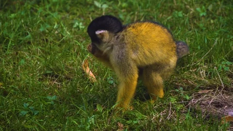 A Squirrel monkey searching Stock Footage 272815905