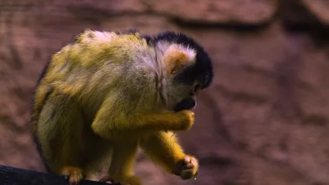 A Squirrel monkey searching Stock Footage 272816115