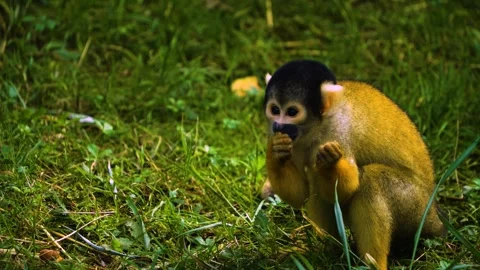 A Squirrel monkey searching Stock Footage 272816312