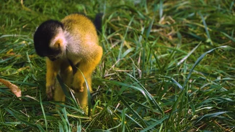 A Squirrel monkey searching Stock Footage 272816449