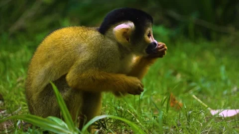 Squirrel monkey searching  Stock Footage 272824142