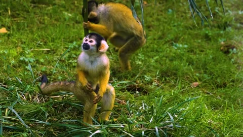 Squirrel monkey searching  Stock Footage 272824421