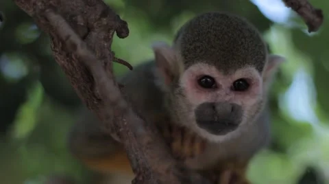 Squirrel Monkey Seating on a Tree Brunch Stock Footage 55445863