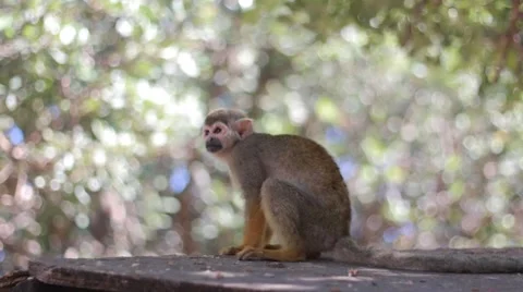 Squirrel Monkey Seats on a Roof of His Cage Stock Footage 55445901