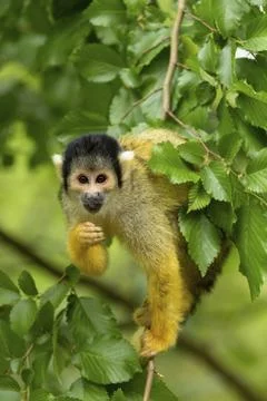 A squirrel monkey sits on a branch, surrounded by green leaves in a natural Stock Photos