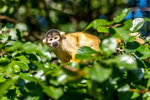 Squirrel monkey sits high in the tree Stock Photos