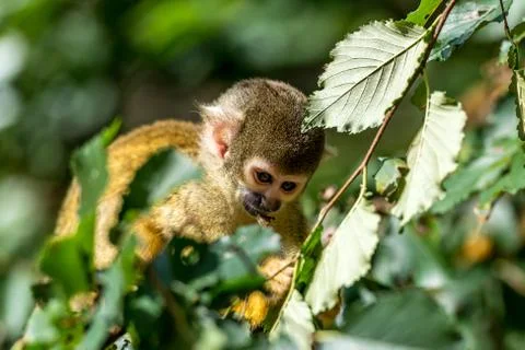 Squirrel monkey sits in the tree Stock Photos