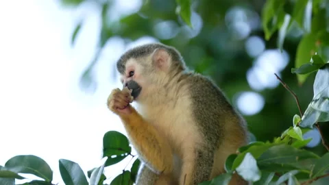 Squirrel monkey sitting and eating at manuel antonio of costa rica Stock Footage 178420032