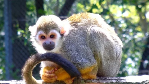 A squirrel monkey sitting and squeaking on a branch Stock Footage 88488753