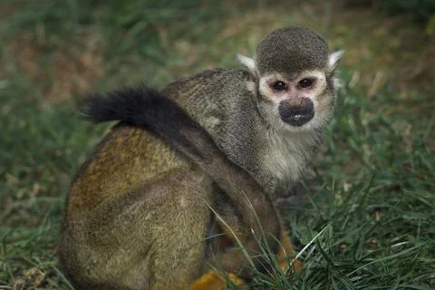 Squirrel Monkey Sitting on Green Grass Outdoors Stock Photos